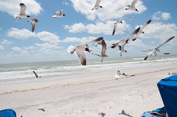 Feeding Seabirds stock photo