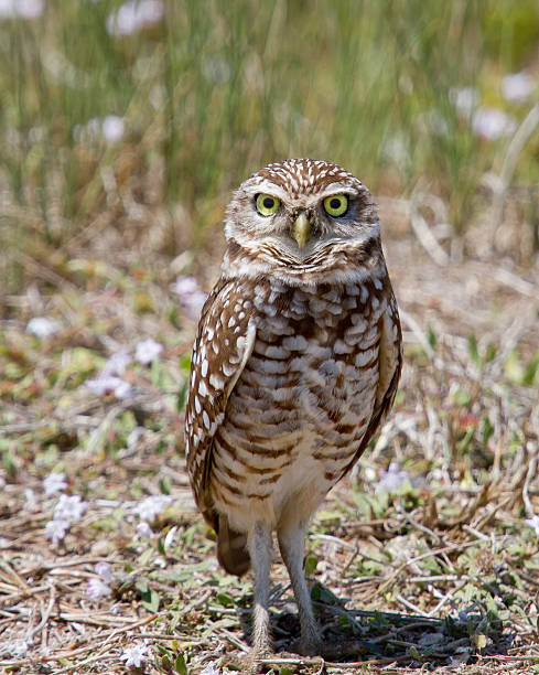 istock Burrowing Owl Stare 177033622