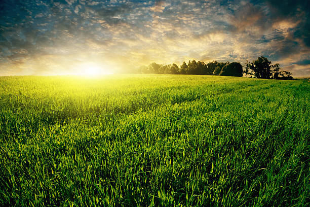 istock Colorful sunset over green grass field. 177033675