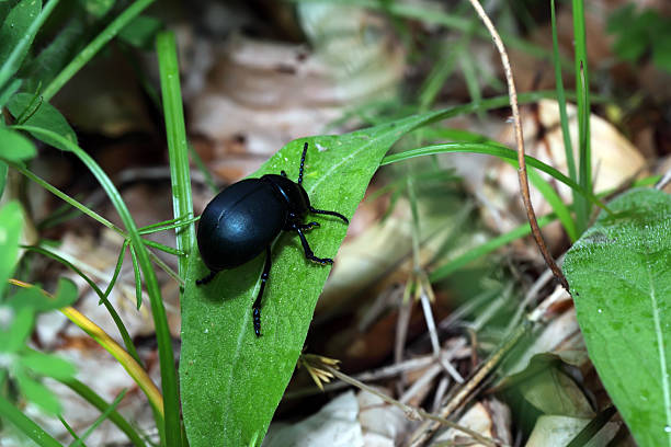 big black bug on green sheet. Macro stock photo