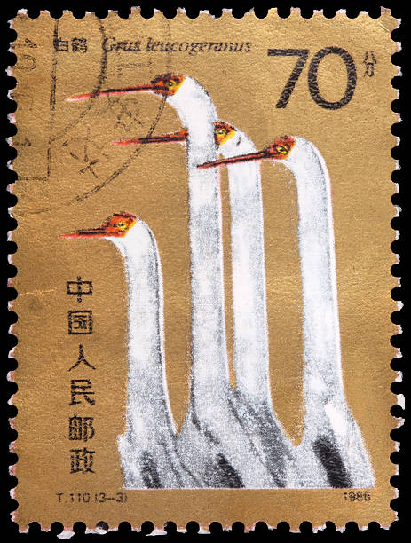 Seventy-fen stamp printed in China "A 70-fen stamp printed in the People's Republic of China (PRC) shows heads and shoulders of four great white cranes, Grus leucogeranus, circa 1986" prc stock pictures, royalty-free photos & images