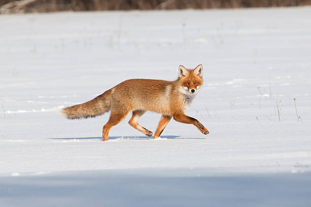 fox na białym śniegu - snow white animal arctic fox zdjęcia i obrazy z banku zdjęć