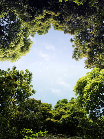 The trees are very lush.