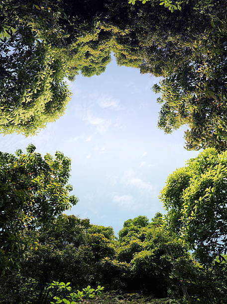 trees The trees are very lush. wide angle stock pictures, royalty-free photos & images