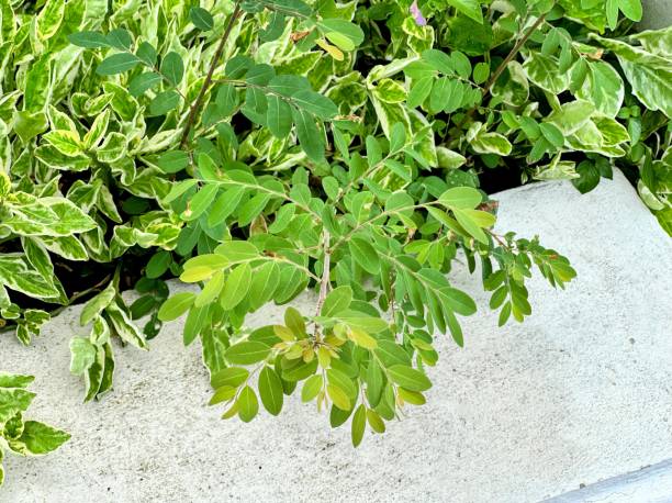 istock a plant growing in a wall. 1770346098