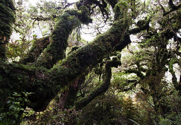 istock Bush at Mt Taranaki 177034618