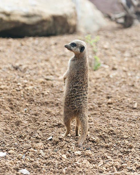 Suricata a observação - fotografia de stock