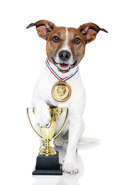 istock Small dog with gold medal and trophy because it's a winner 177034749