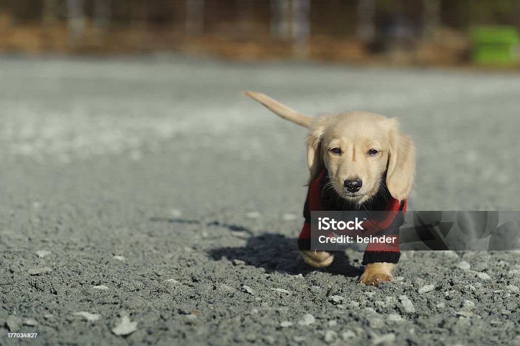 Perro tejonero cachorro camina hacia la cámara - Foto de stock de Animal libre de derechos