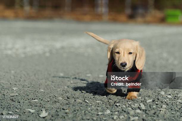 Perro Tejonero Cachorro Camina Hacia La Cámara Foto de stock y más banco de imágenes de Animal - Animal, Animal joven, Cachorro - Perro