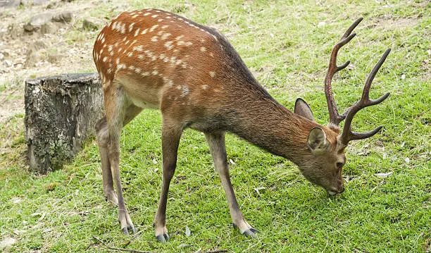 Photo of Nara Deer