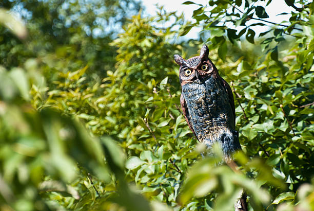 Artificial Great Horned Owl Keeping Eye on You