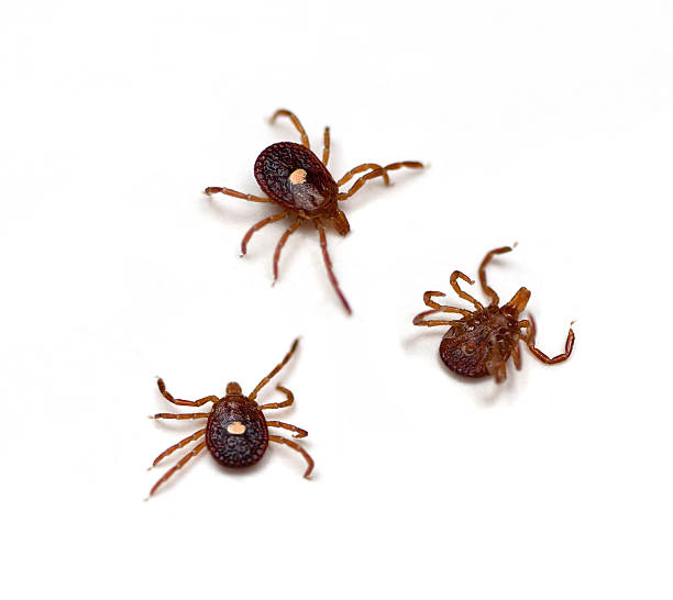 Ticks Lone Star Tick (Amblyomma americanum) on a white background bloodsucking photos stock pictures, royalty-free photos & images