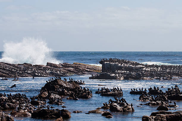istock Cormorants and Rocks 177035099