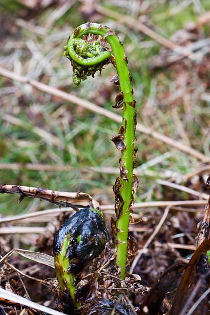 istock Fresh leaves of Fern 177035123