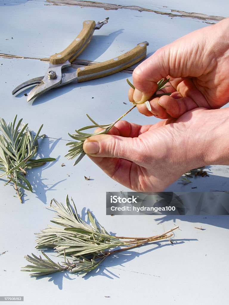 lavender cuttings Lavender - Plant Stock Photo