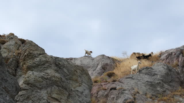 Goats Grazing in Nature, Environmentally Friendly Grazing, Goats in Natural Environments, Goats on Rocks