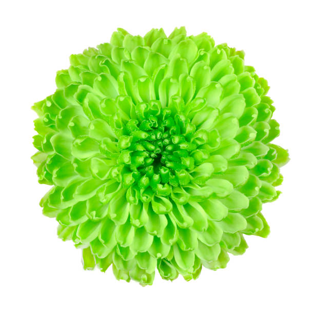 istock Lime Green Dahlia Flower Isolated on White 177035210
