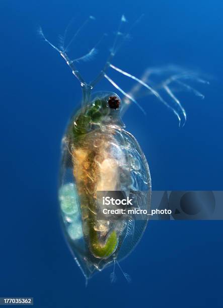 Closeup Of A Water Flea Floating Daphnia Pulex Stock Photo - Download Image Now - Daphnia, Water Flea, Algae