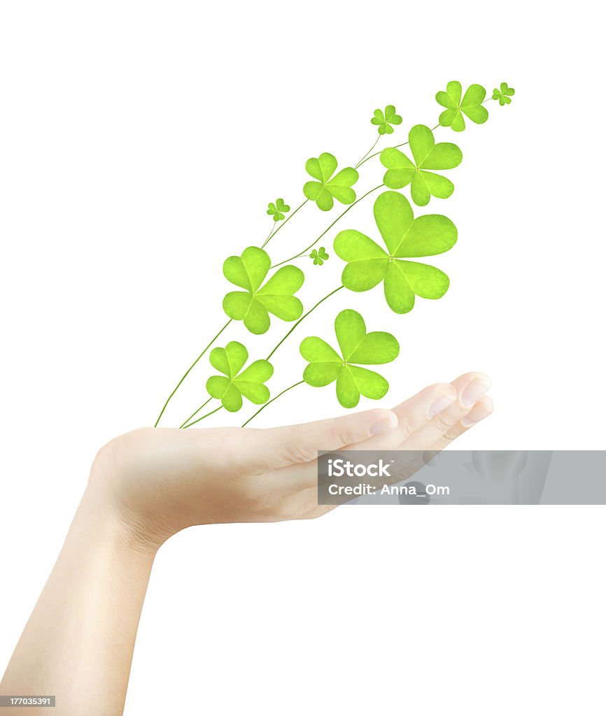 Bàn Tay Cái Cầm Cây Cỏ Ba Lá Tươi Hình ảnh Sẵn có - Tải xuống Hình ...