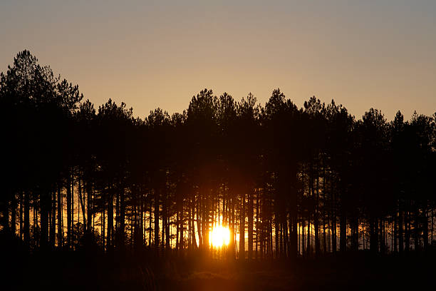 Sunset though trees stock photo