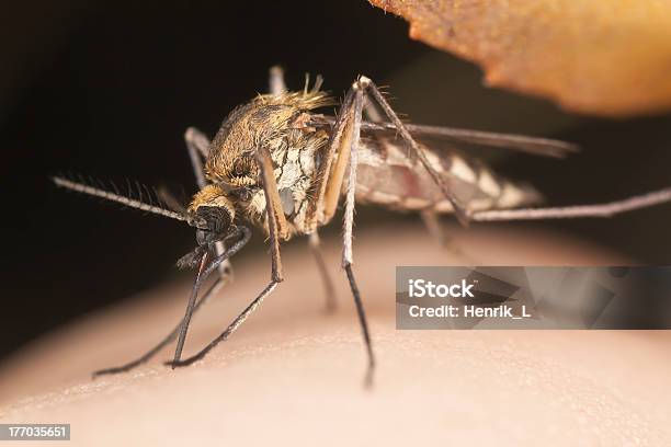 Photo libre de droit de Moustique Sucer Le Sang Gros Plan banque d'images et plus d'images libres de droit de Aile d'animal - Aile d'animal, Animaux nuisibles, Antihygiénique