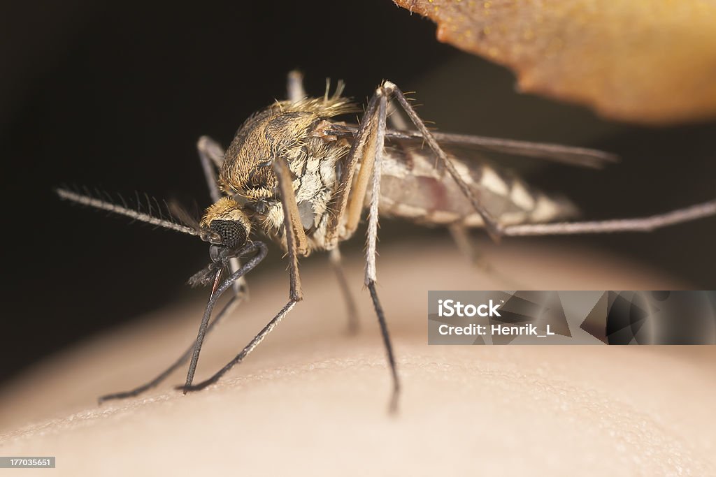 Mosquito Ssać krew, Bliskie zbliżenie - Zbiór zdjęć royalty-free (Bliski)