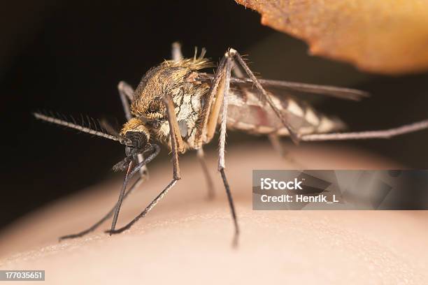 Mosquito Ssać Krew Bliskie Zbliżenie - zdjęcia stockowe i więcej obrazów Bliski - Bliski, Bliskie zbliżenie, Choroba