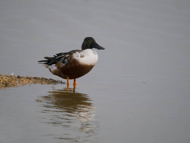 istock Northern shoveler, Spatula clypeata 1770357129