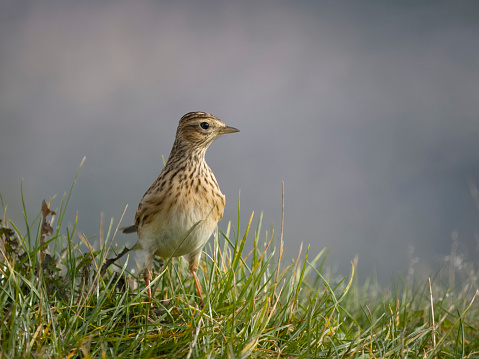 Skylark, Alauda arvensis, single bird on grass, Worcestershire, October 2023