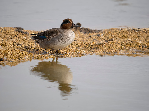 Eurasian teal, Anas crecca, single male in water, Gloucestershire, October 2023