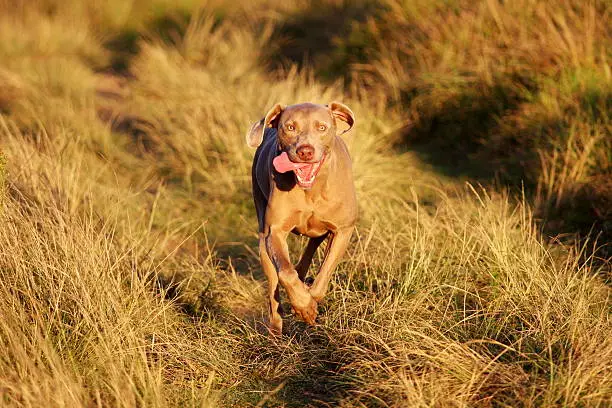 "A pure bred weimeraner dog runs full speed down a path through long grass, with beautiful afternoon sun on him."