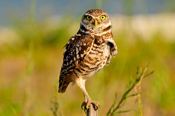 Burrowing Owl Burrowing Owl burrowing owl stock pictures, royalty-free photos & images