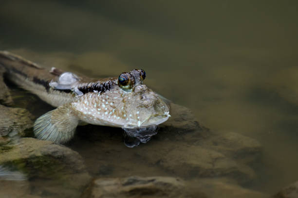 istock Mudskipper fish in the sea Mangrove area 1770358795