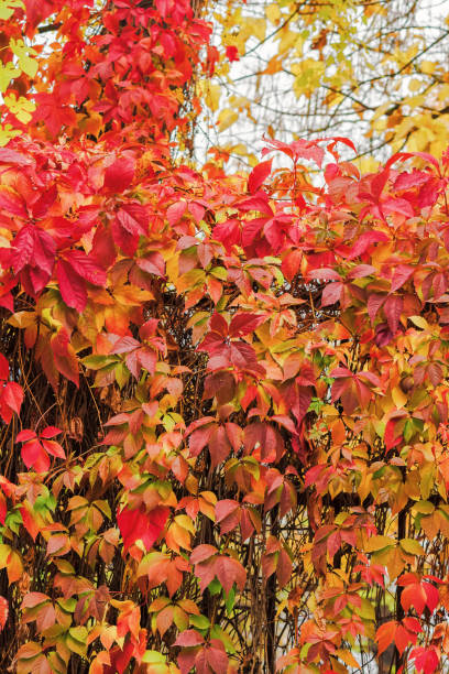 istock red foliage on the fence 1770358813