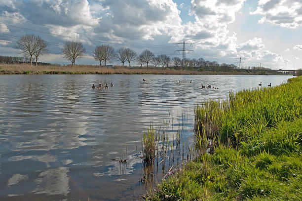 istock Geese and goslings swimming in spring 177035911