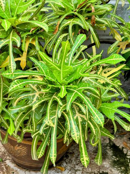 istock a plant in a pot. 1770359393