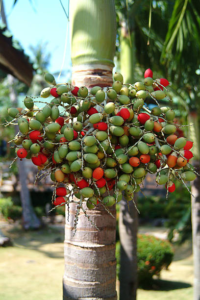 Cтоковое фото Betel гаек