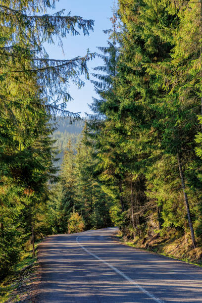 istock narrow asphalt road through forest 1770359680