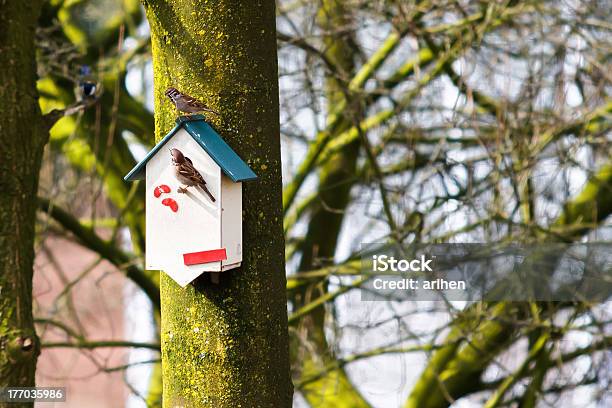 House Sparrows Foto de stock y más banco de imágenes de Aire libre - Aire libre, Animal, Casita de pájaros