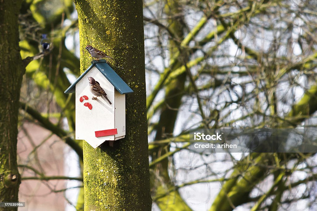 Casa sparrows (tunnellizzatore per domesticus). - Foto stock royalty-free di Albero