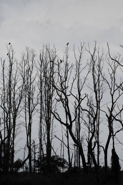 istock in forrest crow perched on a dry branch. 1770359908