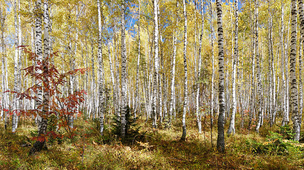 istock autumn in the birch forest 177036089