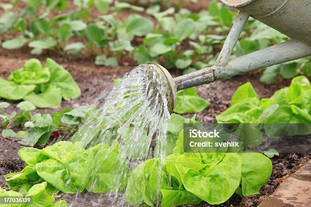 Gießen Gemüse Stockfoto und mehr Bilder von Bewässern - Bewässern, Salat - Blattgemüse, Sprühen