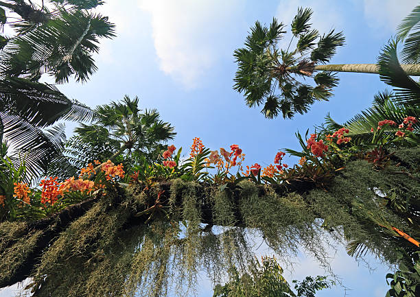 Orchids among palms tree stock photo