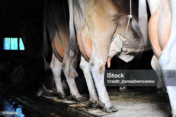 Vaca Udders - Fotografias de stock e mais imagens de Gado suíço - Gado suíço, Quinta de Laticínios, Celeiro