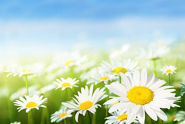 istock A fresh field of flowering daises 177036240