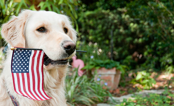 golden retriever with american flag in his mouth - 金毛尋回犬 圖片 個照片及圖片檔