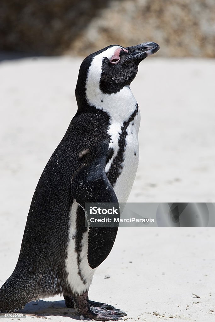Jackass Pengiun África () - Foto de stock de Animal royalty-free