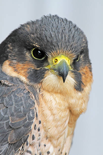istock PEREGRINE FALCON (FALCO PEREGRINUS) 177036419